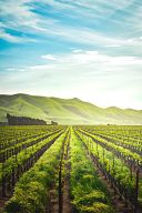 campo de viñedos en un día soleado, localización para una cata de vinos en Salamanca